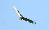 Turkey Vulture, Chapada Diamantina, Bahia, Brazil, July 2002 - click for larger image