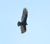 Turkey Vulture, Chapada Diamantina, Bahia, Brazil, July 2002 - click for larger image