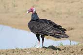 Turkey Vulture, Palmarí, near Tabatinga, Amazonas, Brazil, September 2003 - click for larger image