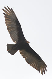 Lesser Yellow-headed Vulture, Boa Nova, Bahia, Brazil, October 2008 - click for larger image