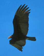 Greater Yellow-headed Vulture, Roraima, Brazil, July 2001 - click for larger image