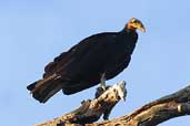 Greater Yellow-headed Vulture, Vila Bela de Santíssima Trindade, Brazil, March 2003 - click for larger image