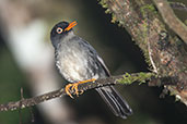 Slaty-backed Nightingale-Thrush, Sierra Nevada de Santa Marta, Magdalena, Colombia, April 2012 - click for a larger image