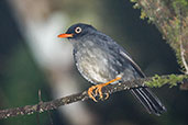 Slaty-backed Nightingale-Thrush, Sierra Nevada de Santa Marta, Magdalena, Colombia, April 2012 - click for a larger image