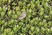 Female Plain-coloured Seedeater, Nevado del Ruiz, Colombia, April 2012 - click for larger image