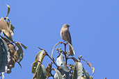 Plain-coloured Seedeater, Kuelap, Amazonas, Peru, October 2018 - click for larger image