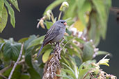 Plain-coloured Seedeater, Cruz Conga, Cajamarca, Peru, October 2018 - click for larger image