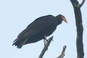 Greater Yellow-headed Vulture, São Gabriel da Cachoeira, Brazil, August 2004 - click for larger image