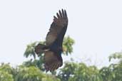 Greater Yellow-headed Vulture, Carajás, Pará, Brazil, October 2005 - click for larger image