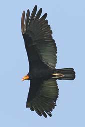 Greater Yellow-headed Vulture, Caxiuanã, Pará, Brazil, November 2005 - click for larger image