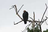 Greater Yellow-headed Vulture, Cristalino, Mato Grosso, Brazil, April 2003 - click for larger image