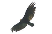 Greater Yellow-headed Vulture, Cristalino, Mato Grosso, Brazil, April 2003 - click for larger image
