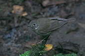 Grey-cheeked Thrush, Wildsumaco Lodge, Napo, Ecuador, November 2019 - click for larger image