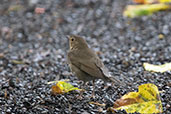 Swainson's Thrush, Bellavista Cloud Forest Reserve, Pichincha, Ecuador, November 2019 - click for larger image