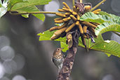 Swainson's Thrush, Wildsumaco Lodge, Napo, Ecuador, November 2019 - click for larger image