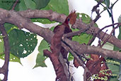 Chestnut-colored Woodpecker, Pico Bonito, Honduras, March 2015 - click for larger image