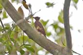 Chestnut Woodpecker, Carajás, Paraá, Brazil, Octber 2005 - click for larger image