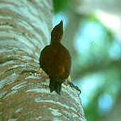 Chestnut Woodpecker, Caraj&aacute;s, Para&aacute;, Brazil, January 2002 - click for larger image