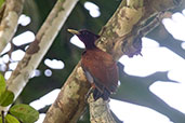 Chestnut Woodpecker, Sani Lodge, Sucumbios, Ecuador, November 2019 - click for larger image