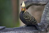 Male Blond-crested Woodpecker, Parque do Zizo, São Paulo, Brazil, November 2006 - click for larger image