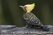 Male Blond-crested Woodpecker, Parque do Zizo, São Paulo, Brazil, November 2006 - click for larger image