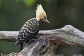 Immature Male Blond-crested Woodpecker, Parque do Zizo, São Paulo, Brazil, November 2006 - click for larger image