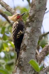 Male Blond-crested Woodpecker, Serra de Baturité, Ceará, Brazil, October 2008 - click for larger image