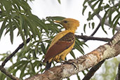 Cream-coloured Woodpecker, Sani Lodge, Sucumbios, Ecuador, November 2019 - click on image for a larger view