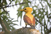 Cream-coloured Woodpecker, Sani Lodge, Sucumbios, Ecuador, November 2019 - click on image for a larger view