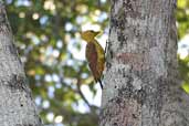 Cream-coloured Woodpecker, Vila Bela de Santíssima Trindade, Mato Grosso, Brazil, March 2003 - click on image for a larger view