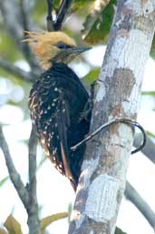 Female Blond-crested Woodpecker, Linhares, Espírito Santo, Brazil, March 2004 - click for larger image