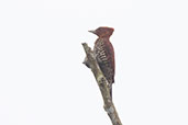 Cinnamon Woodpecker, Rio Silanche, Pichincha, Ecuador, November 2019 - click on image for a larger view