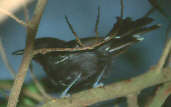 Rio Branco Antbird, Ilha São José, Roraima, Brazil, July 2001 - click for larger image
