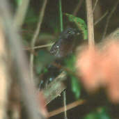 Rio Branco Antbird, Ilha São José, Roraima, Brazil, July 2001 - click for larger image