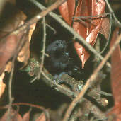 Rio Branco Antbird, Ilha São José, Roraima, Brazil, July 2001 - click for larger image