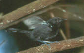 Rio Branco Antbird, Ilha São José, Roraima, Brazil, July 2001 - click for larger image