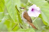 Yellow-throated Spinetail, Pantanal, Mato Grosso, Brazil, December 2006 - click for larger image