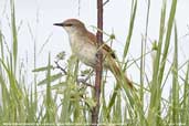 Yellow-throated Spinetail, Aguas de São Pedro, São Paulo, Brazil, December 2006 - click for larger image