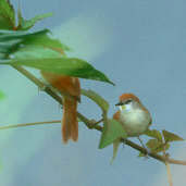 Yellow-throated Spinetail, rio Araguaia, Tocantins, Brazil, January 2002 - click for larger image