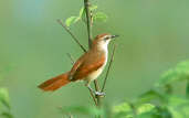 Yellow-throated Spinetail, rio São Francisco, Minas Gerais, Brazil, February 2002 - click for larger image