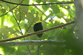 Male Golden-headed Manakin, Sani Lodge, Sucumbios, Ecuador, November 2019 - click for larger image