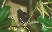 Male Bananal Antbird, Caseara, Tocantins, Brazil, January 2002 - click for larger image