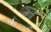 Male Bananal Antbird, Caseara, Tocantins, Brazil, January 2002 - click for larger image