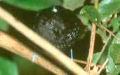 Male Bananal Antbird, Caseara, Tocantins, Brazil, January 2002 - click for larger image