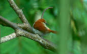 Red-and-white Spinetail, Marchantaria Island, Amazonas, Brazil, July 2001 - click for larger image