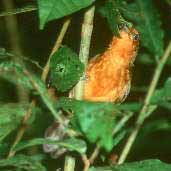 Female Blackish Antbird, Carajás, Pará, Brazil, February 2002 - click for larger image