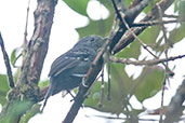 Male Parker's Antbird, Cerro Montezuma, Tatamá, Risaralda, Colombia, April 2012 - click for larger image