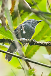 Male Parker's Antbird, Cerro Montezuma, Tatamá, Risaralda, Colombia, April 2012 - click for larger image