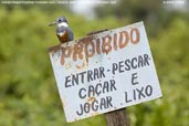 Ringed Kingfisher, Pantanal, Mato Grosso, Brazil, December 2006 - click for a larger image