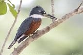 Ringed Kingfisher, Pantanal, Mato Grosso, Brazil, December 2006 - click for a larger image